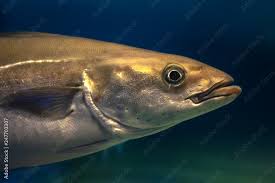 Image result for Pollachius pollachius