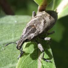 Attēlu rezultāti vaicājumam “Cleonis pigra”