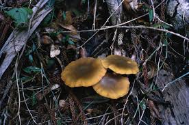 Attēlu rezultāti vaicājumam “Armillaria sp.”