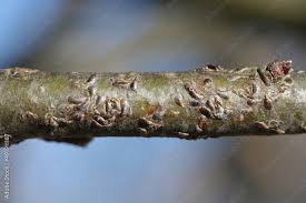 Attēlu rezultāti vaicājumam “Lepidosaphes ulmi”