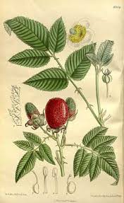 Attēlu rezultāti vaicājumam “Rubus illecebrosus fruit”