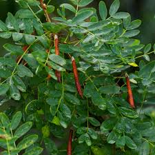Attēlu rezultāti vaicājumam “Caragana arborescens fruit”