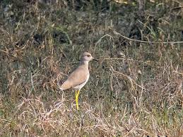 Image result for Vanellus leucurus