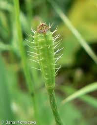 Attēlu rezultāti vaicājumam “Papaver argemone fruit”