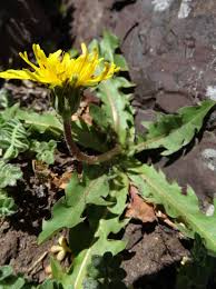 Attēlu rezultāti vaicājumam “Taraxacum suecicum”