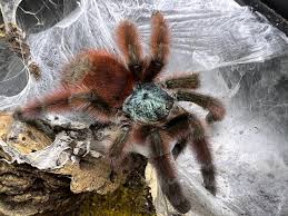 Attēlu rezultāti vaicājumam “Badhamia versicolor sessile”