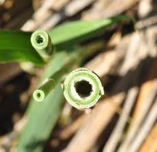 Attēlu rezultāti vaicājumam “Phragmites communis fruit”