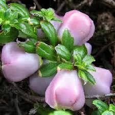 Attēlu rezultāti vaicājumam “Gaultheria cuneata”