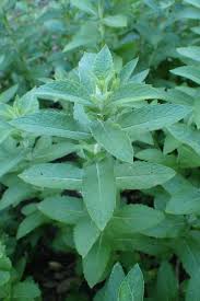 Attēlu rezultāti vaicājumam “Mentha longifolia”