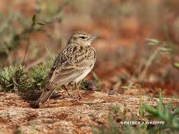 Image result for Calandrella brachydactyla