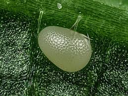 Attēlu rezultāti vaicājumam “Catarhoe cuculata”