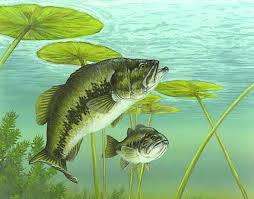 Image result for Micropterus salmoides
