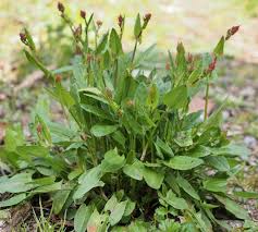 Image result for Sauerampfer