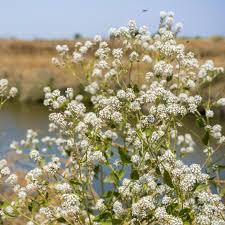 Attēlu rezultāti vaicājumam “Lepidium latifolium”