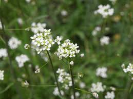 Attēlu rezultāti vaicājumam “Capsella bursa-pastoris”
