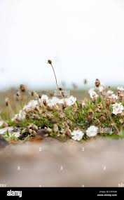 Attēlu rezultāti vaicājumam “Plantago uniflora”