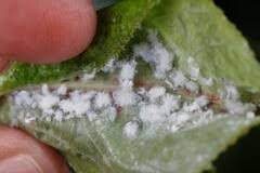 Attēlu rezultāti vaicājumam “Thecabius affinis”