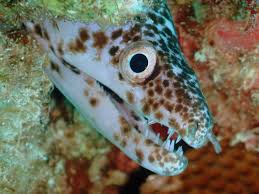 Image result for Gymnothorax moringa