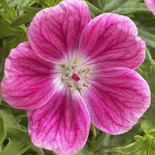 Attēlu rezultāti vaicājumam “Geranium sanguineum flower”
