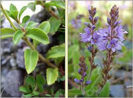 Attēlu rezultāti vaicājumam “Veronica officinalis”