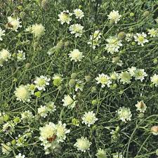 Image result for Scabiosa ochroleuca