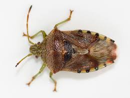 Attēlu rezultāti vaicājumam “Elasmucha grisea imago”