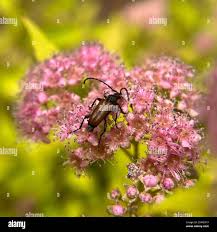 Attēlu rezultāti vaicājumam “Paracorymbia maculicornis”