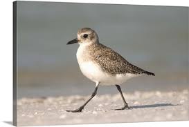 Attēlu rezultāti vaicājumam “Pluvialis squatarola adult”