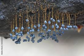 Attēlu rezultāti vaicājumam “Badhamia utricularis spores”