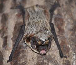 Attēlu rezultāti vaicājumam “Vespertilio murinus”
