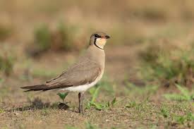 Image result for Glareola maldivarum