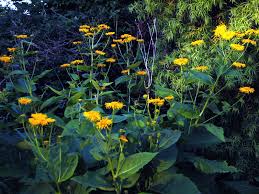 Image result for Telekia speciosa