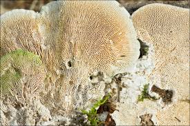 Attēlu rezultāti vaicājumam “Trametes gibbosa”