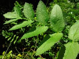 Attēlu rezultāti vaicājumam “Berula erecta leaf”