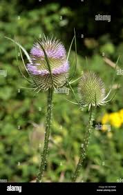 Attēlu rezultāti vaicājumam “Dipsacus fullonum flower”