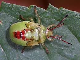 Attēlu rezultāti vaicājumam “Elasmostethus interstinctus nymph”