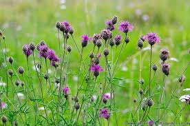 Attēlu rezultāti vaicājumam “Centaurea scabiosa bud”