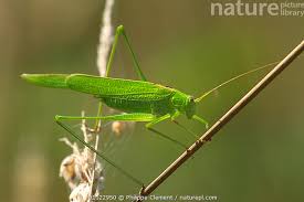 Attēlu rezultāti vaicājumam “Phaneroptera falcata”