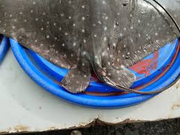 Image result for Aetobatus ocellatus