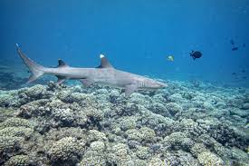 Image result for Triaenodon obesus