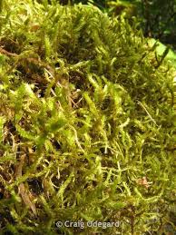 Attēlu rezultāti vaicājumam “Antitrichia curtipendula”