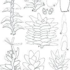 Attēlu rezultāti vaicājumam “Tritomaria”