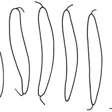 Attēlu rezultāti vaicājumam “Hymenoscyphus fructigenus var. coryli”