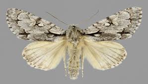 Attēlu rezultāti vaicājumam “Acronicta cuspis”