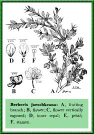 Attēlu rezultāti vaicājumam “Berberidaceae”