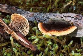 Attēlu rezultāti vaicājumam “Gloeophyllum abietinum”