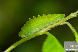 Attēlu rezultāti vaicājumam “Satyrium pruni”