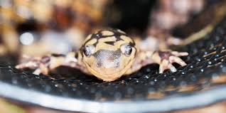 Attēlu rezultāti vaicājumam “Diderma tigrinum macro”