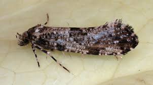 Attēlu rezultāti vaicājumam “Morophaga choragella”