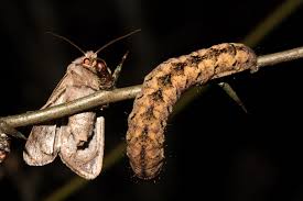 Attēlu rezultāti vaicājumam “Polia nebulosa”